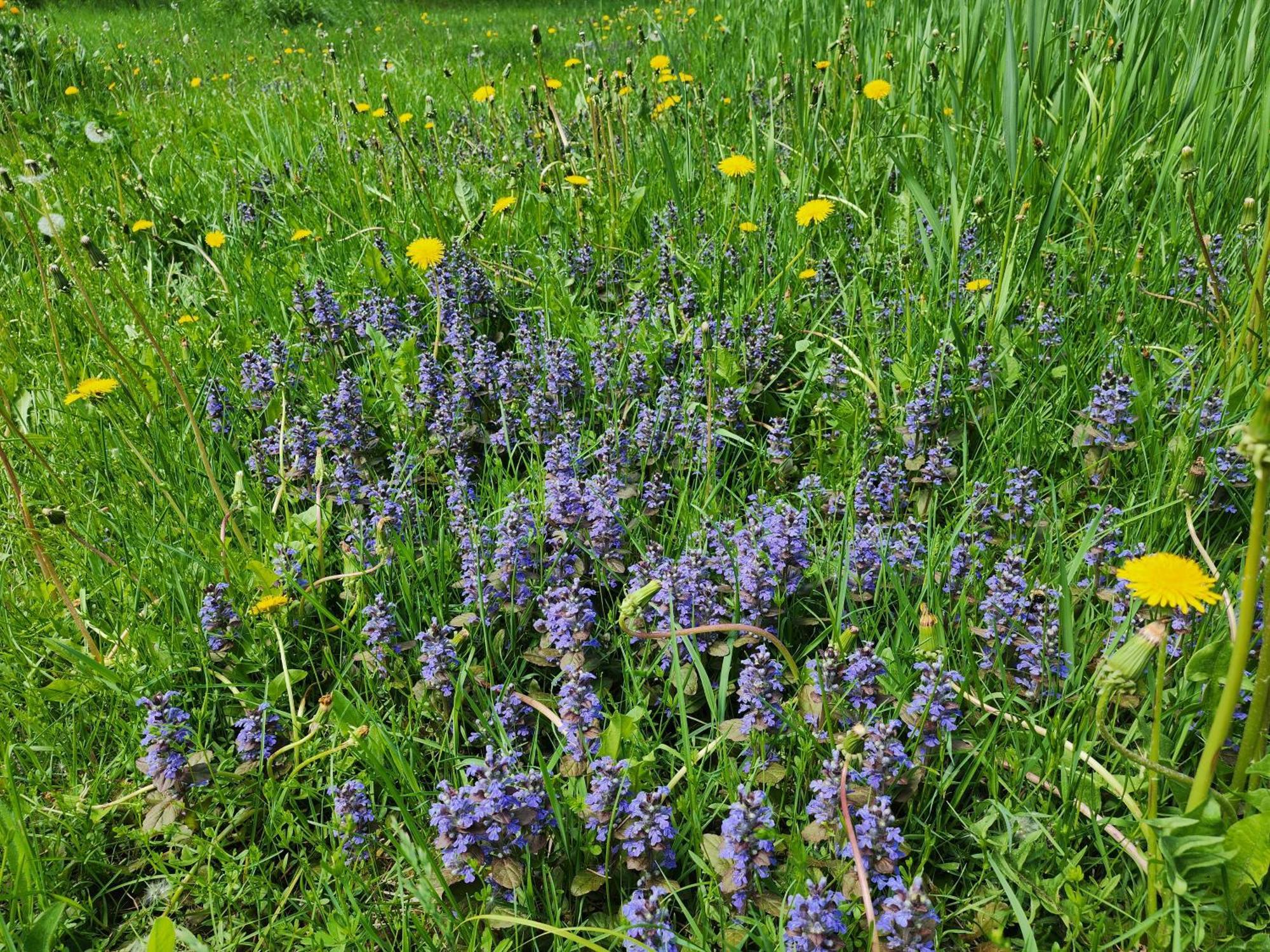 Chalets Nabu La Sacacomie - Riviere - Billard Saint-Alexis-des-Monts Exteriör bild